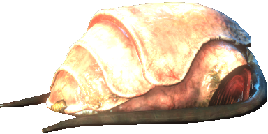 Egg