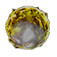 Parasite